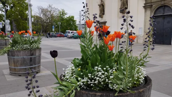 SAKO - květiny v Brně